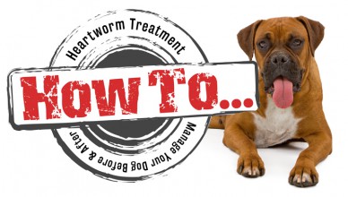 How to manage your Dog Before and After Adult Heartworm Treatment?