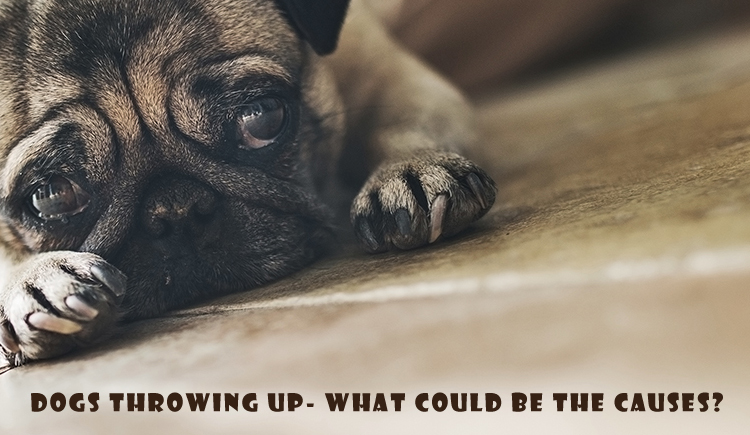 VOMITING DOG