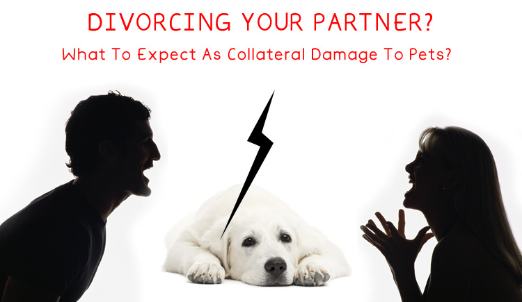 Pets are affected by relationship troubles