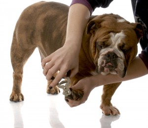 tips-for-nail-trimming-of-dog