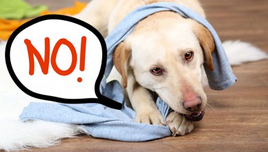 Destructive Chewing & Gnawing in Dogs
