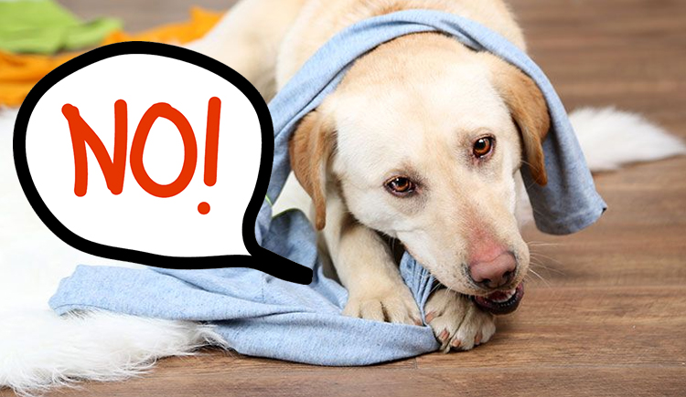 Destructive Chewing & Gnawing in Dogs