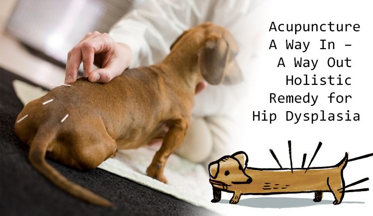 Hip Dysplasia And Acupuncture For Dogs