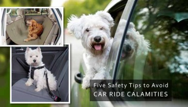 Driving with Dog Then Follow Safety Tips