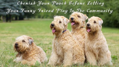 Pet Safety At Dog Park