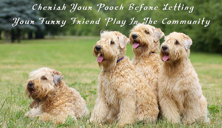 Pet Safety At Dog Park