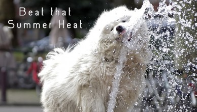 Keeping Fido Safe In The Summer Heat