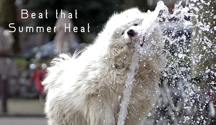 Keeping Fido Safe In The Summer Heat