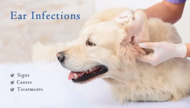 ear infections in pets