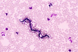 microfilariae-in-pets-dog-heart-worm-signs