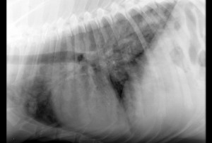 radiograph of a dog with heartworms