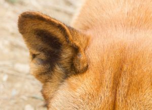 Dog ear infection