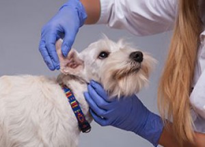 Ear infections in dogs
