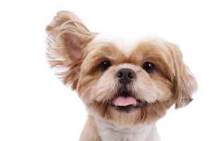ear mites in dogs