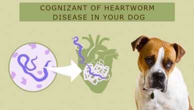 Heartworm Disease in Dogs