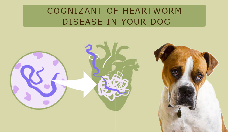 Heartworm Disease in Dogs