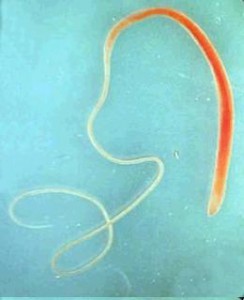 Whipworms in Pets