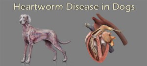 Heartworm Diseases In Dogs & Treatment