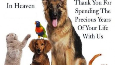 National Pet Memorial Day