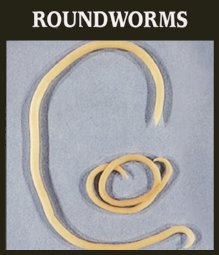 Roundworms in Dogs