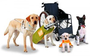 working-dogs