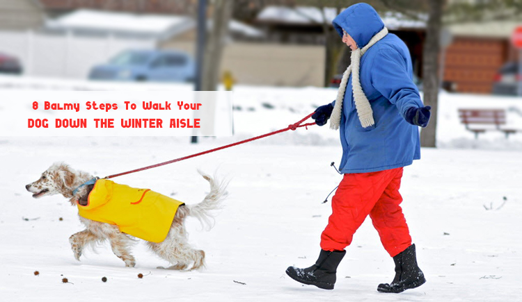 dog walk in cold winter