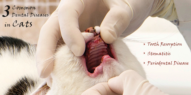 Cat Dental Problems
