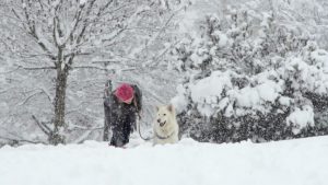 dog walk in the cold and snow