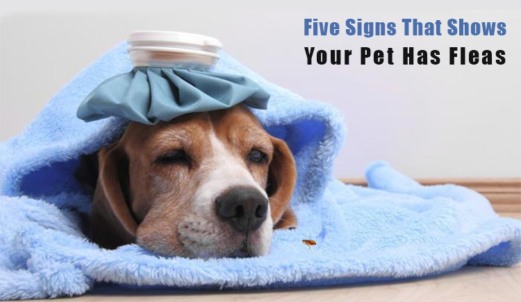 know pet has fleas