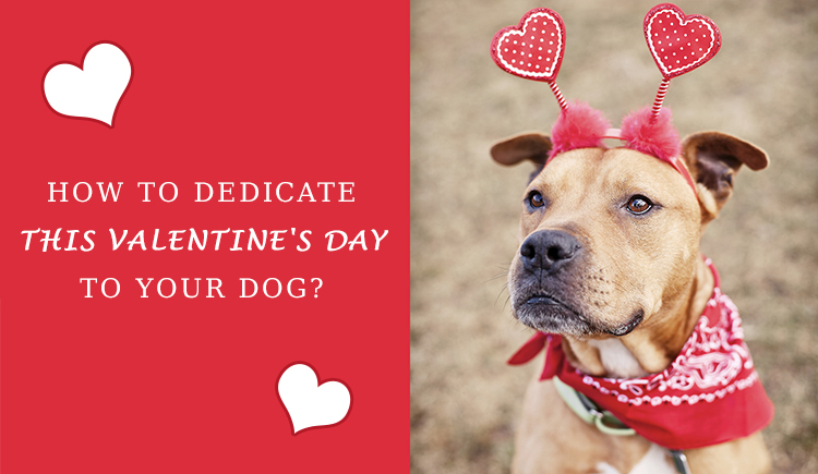 Dedicate This Valentine's Day To Your Dog