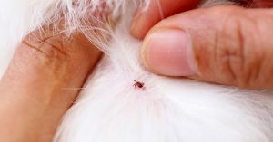 Saw A Tick On Dog