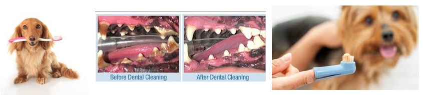 Signs Your Dog or Cat Needs Pet Dental Care