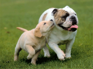Take Doggy To Dog Park