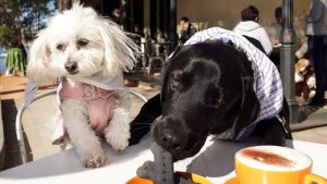 brunch with doggy in a dog friendly cafe