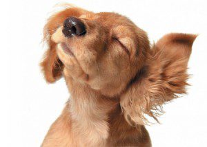 dog shaking head