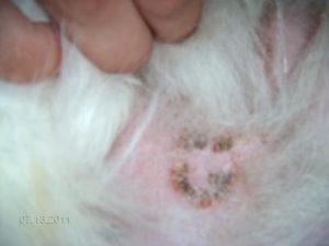 scabbing on dogs