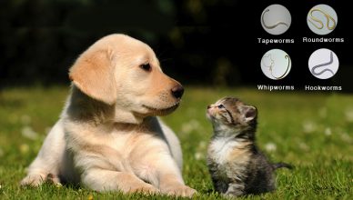 Do Over The Counter Dewormers Work?