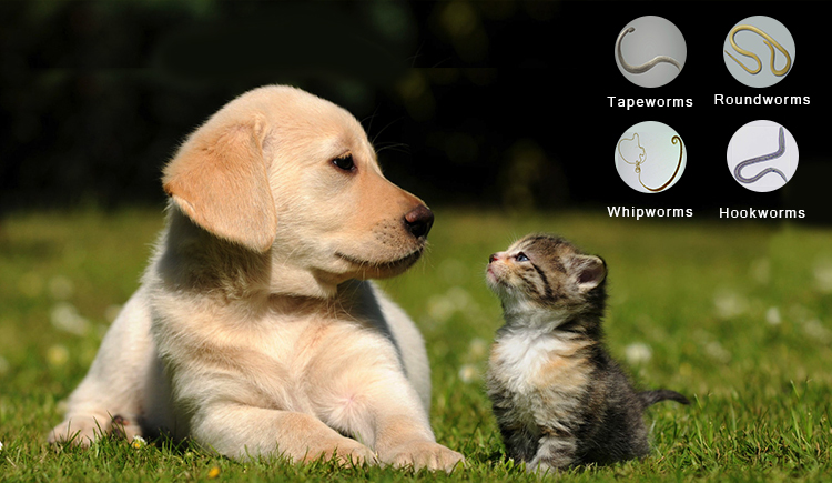 Do Over The Counter Dewormers Work?