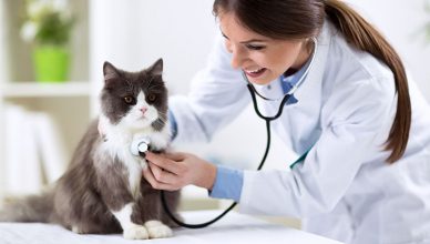 Cat Health Most Common Issues Answered By A Vet