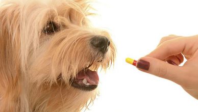 Dewormer for Dog - Budget Pet World