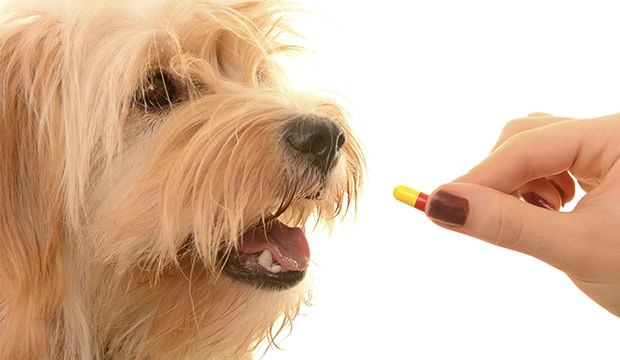 Dewormer for Dog - Budget Pet World