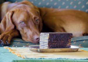 No Chocolate for Dog