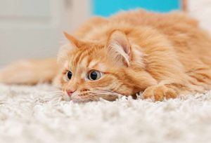 Keep The Kitty Calm - Budget Pet World