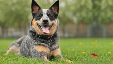 4 Steps to Get Rid of Fleas from your Pet and Household Environment - Budget Pet World Blog