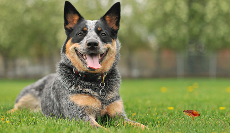 4 Steps to Get Rid of Fleas from your Pet and Household Environment - Budget Pet World Blog