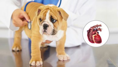 Come riconoscere la filariosi cardiopolmonare nel tuo cane - Blog di Budget Pet World