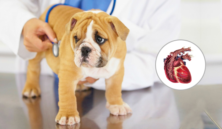 Come riconoscere la filariosi cardiopolmonare nel tuo cane - Blog di Budget Pet World