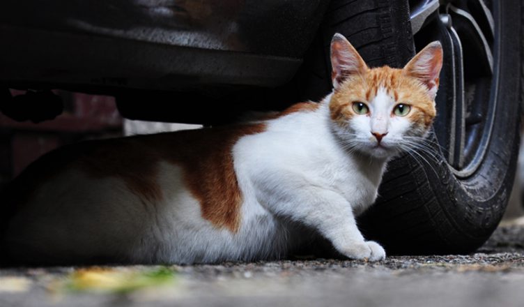 7 Possible Dangers That Linger Around For Outdoor Loving Cats - Budget Pet World Blog