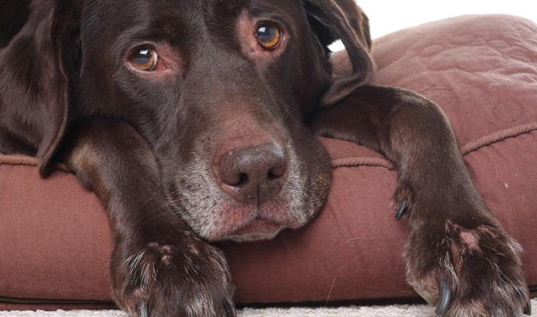 Allergic Reaction in Dog