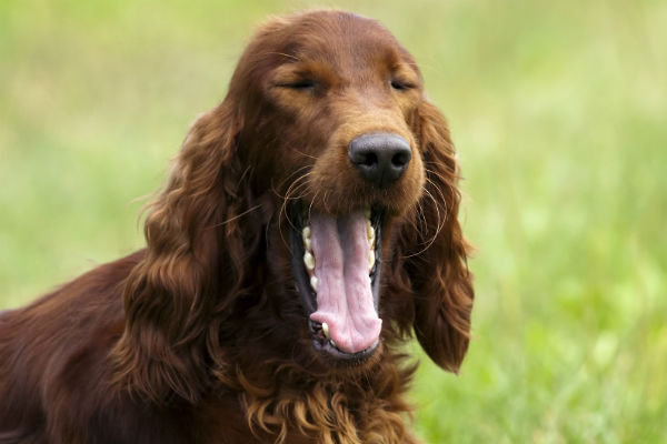 Dog Coughing - Budget Pet World Blog